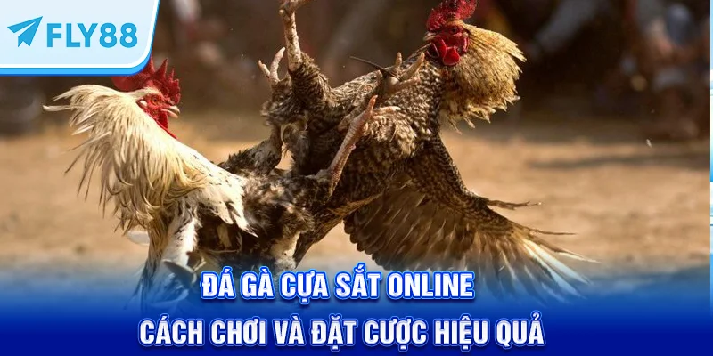 Đá Gà Cựa Sắt Online – Cách Chơi Và Đặt Cược Hiệu Quả